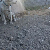 سگ ماده گلگی|سگ|گلبهار, شهر جدید گلبهار|دیوار