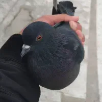 کبوتر زاغ پرشی