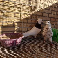 کفتر طوقی|پرنده|بافق, |دیوار