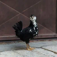 مرغ گلین