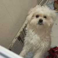 سگ خانگی|سگ|میاندوآب, |دیوار