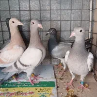 کفتر ( جوجه پلاکی و مسافتی)