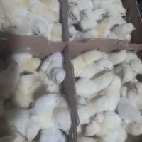 فروش جوجه گوشتی ،تخمگذار و محلی