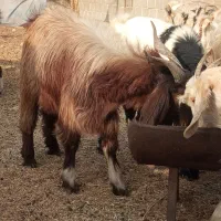 بز  کهره پازن   در جم|حیوانات مزرعه|جم, |دیوار