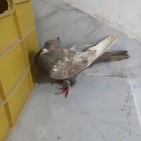 دو عدد کبوتر ماده