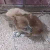پاپی سگ بسیار نازنین