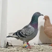 کفتر.پرنده|پرنده|مشهد, انصار|دیوار