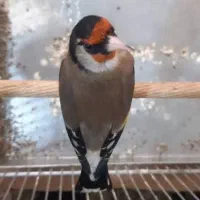 سهره نر . معاوظه