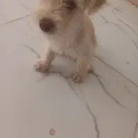 سگ کچلو|سگ|قشم, |دیوار