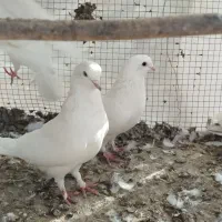 کبوتر