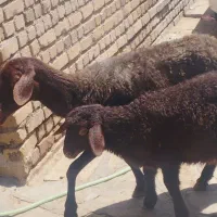 میش بره دار