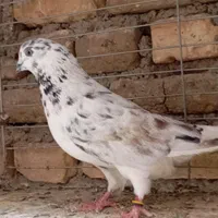 کبوتر پرشی4  سوسکی قاره دم سفید پلنگ کله دم سبز|پرنده|اصفهان, درب سیبه علیا|دیوار