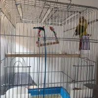 گرینچیک سخنگو حلقه پا|پرنده|فردیس, شهرک ناز|دیوار