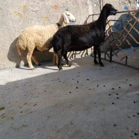 شیشک آبستن