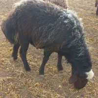 قوچ میش بره بز