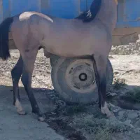 کره نریان کرد