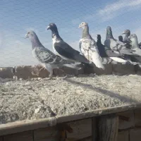 ۷۰تا کفر بوم ضد خوردی