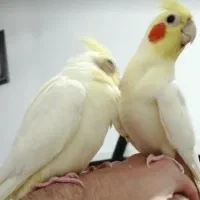 پنج عروس هلندی نژاد لوتینو