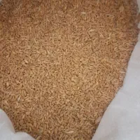 گندم برکراس