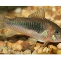 کوریدراس برنزی