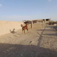 کره مادیون عرب سوپر دم گیر
