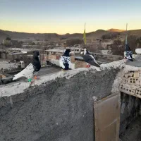 چپ سیاه شقه