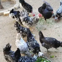 تخم مرغ گلین|حیوانات مزرعه|آبپخش, |دیوار