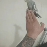 سهره و قناری فروش معاوضه|پرنده|اردبیل, |دیوار