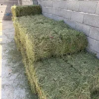 یونجه درجه یک
