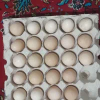 تخم مرغ محلی