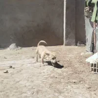 سگ پاکوتاه ماده