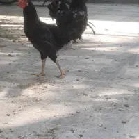 فروش خروس محلی