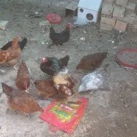 مرغ خروس و جوجه