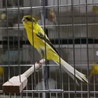 آموزش و فروش قناری|پرنده|ری, اقدسیه|دیوار