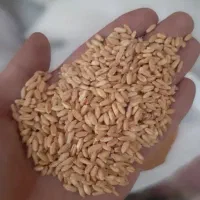 گندم دیم ۲ تن