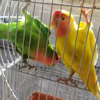 طوطی کوتوله