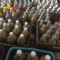 فروش خیار شور خانگی ارگانیک خوش طعم
