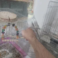 عروس هلندی|پرنده|یاسوج, |دیوار