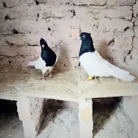 نروماده کله سیاه|پرنده|مشهد, شهرک شیرین|دیوار