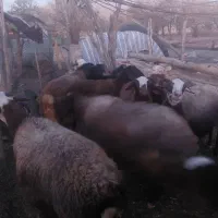 ۴۰۰۰۰۰|حیوانات مزرعه|خاوه, |دیوار