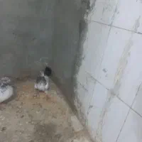 کفتر|پرنده|لالجین, |دیوار