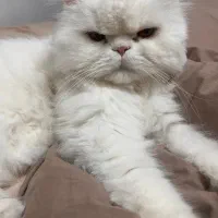 واگذاری بچه گربه پرشین