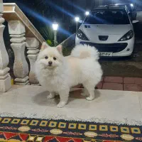 سگ پامر