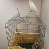 عروس هلندی دستی|پرنده|اسلام‌شهر, شهرک مهدیه|دیوار