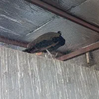 طاووس ابلغ|پرنده|خورموج, |دیوار