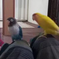 پرنده طوطی برزیلی|پرنده|اردبیل, |دیوار