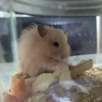 همستر|موش و خرگوش|جوانرود, |دیوار