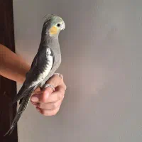 فروش عروس هلندی|پرنده|تربت جام, یحیی آباد|دیوار