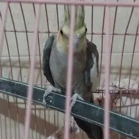 فروش نرسیامون به شرط جوجه ودامپزشکی|پرنده|گرمسار, |دیوار