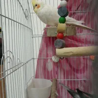 دو عدد عروس هلندی نر